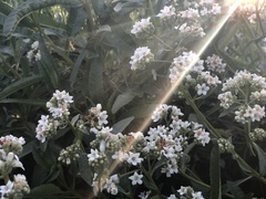 Eriodictyon trichocalyx