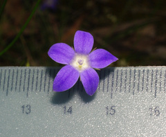 Wahlenbergia luteola