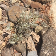 Dasyochloa pulchella