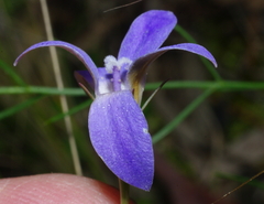 Wahlenbergia luteola