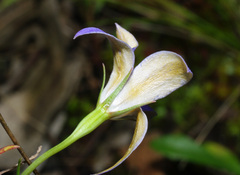 Wahlenbergia luteola