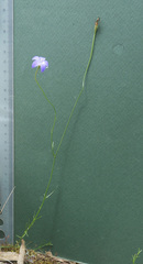 Wahlenbergia luteola