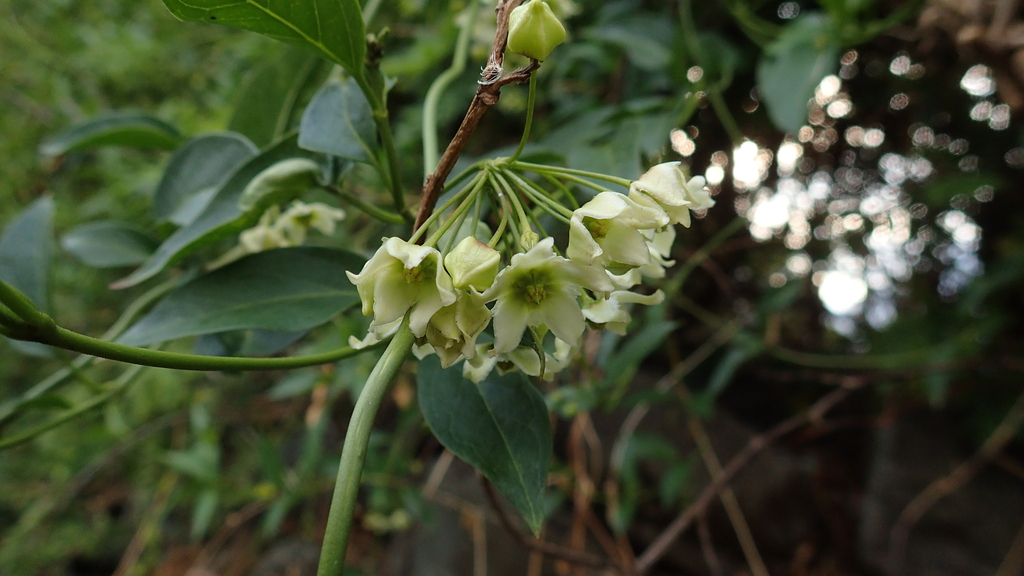 Jobinia tarmensis