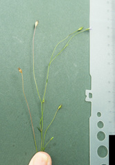 Wahlenbergia luteola