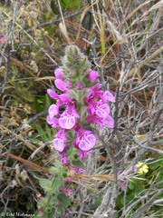 Stachys grandidentata