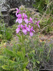 Stachys grandidentata