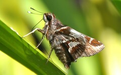 Thespieus macareus