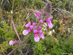 Stachys grandidentata