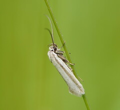 Philobota pilipes