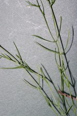 Wahlenbergia luteola
