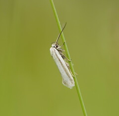 Philobota pilipes