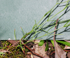 Wahlenbergia luteola