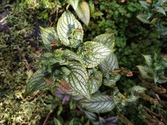 Strobilanthes auriculata