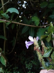 Strobilanthes auriculata