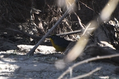 Basileuterus lachrymosus