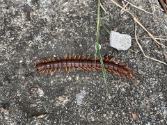 Scolopendra dehaani