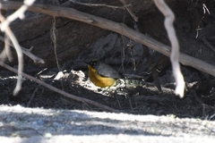 Basileuterus lachrymosus