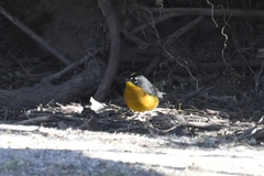 Basileuterus lachrymosus