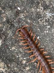 Scolopendra dehaani