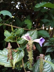 Strobilanthes auriculata