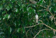 Sporophila lineola