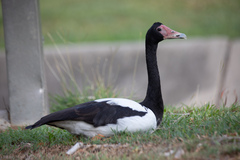 Magpie Goose photo 4