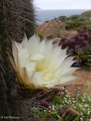 Trichocereus chiloensis