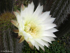 Trichocereus chiloensis