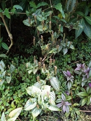 Strobilanthes auriculata