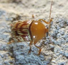 Cryptocephalus fulguratus