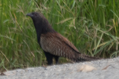 Centropus phasianinus
