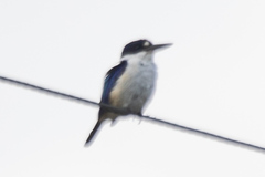 Todiramphus macleayii