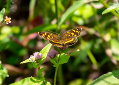 Anthanassa drusilla