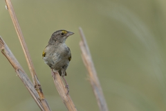 Ammodramus humeralis