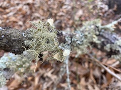 Usnea strigosa