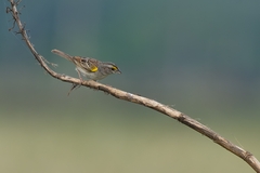 Ammodramus humeralis