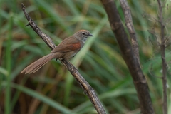 Synallaxis albescens