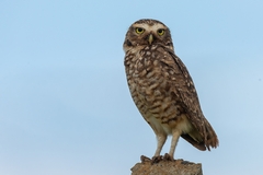 Athene cunicularia