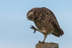 Athene cunicularia
