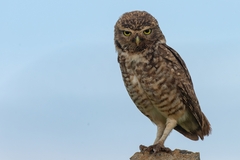 Athene cunicularia