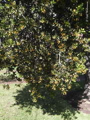 Tristerix corymbosus