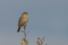 Sporophila