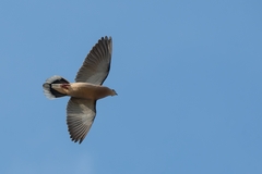 Zenaida auriculata