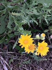 Rayjacksonia phyllocephala