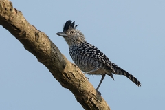 Thamnophilus doliatus