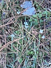 Houstonia procumbens