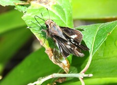 Thespieus macareus