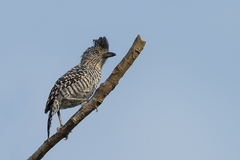 Thamnophilus doliatus