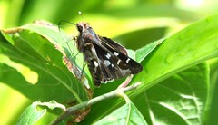 Thespieus macareus