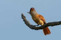 Thamnophilus doliatus